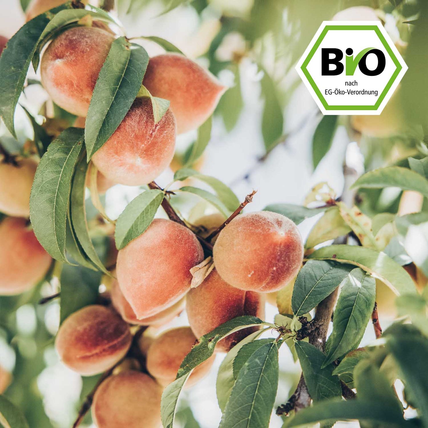 Bio-Eistee Pfirsich "Clean Peach"